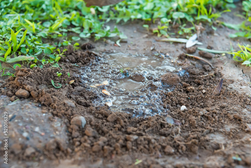 person planting vegetation in moist soil