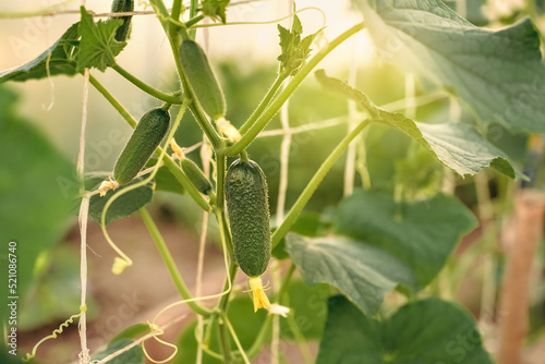 Trellises with cucumbers tied to them, a harvest of fresh cucumbers, a vegetable garden, a banner