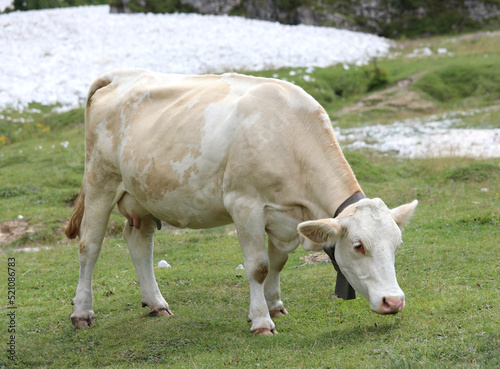 white cow grazes the grass in the meadow while grazing in the mountains