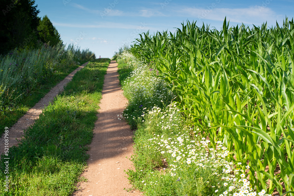 a country road and a green field with corn sprouts on a background of blue sky and sun in summer