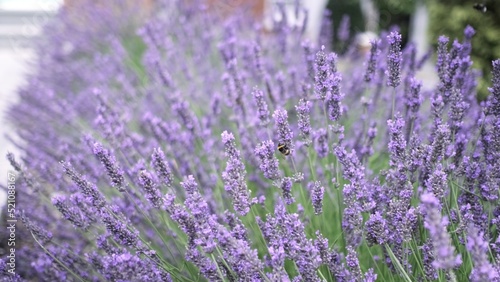 Flying bumble-bee gathering pollen from lavender blossoms. Close up Slow Motion. Beautiful Blooming Lavender Flowers swaying in wind. Provence  South France  Europe. Calm Cinematic Nature Background