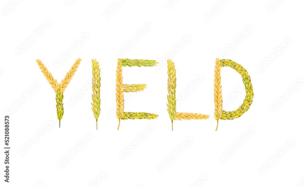 The word Yield made from spikelets with grain The word Yield made from spikelets with grain