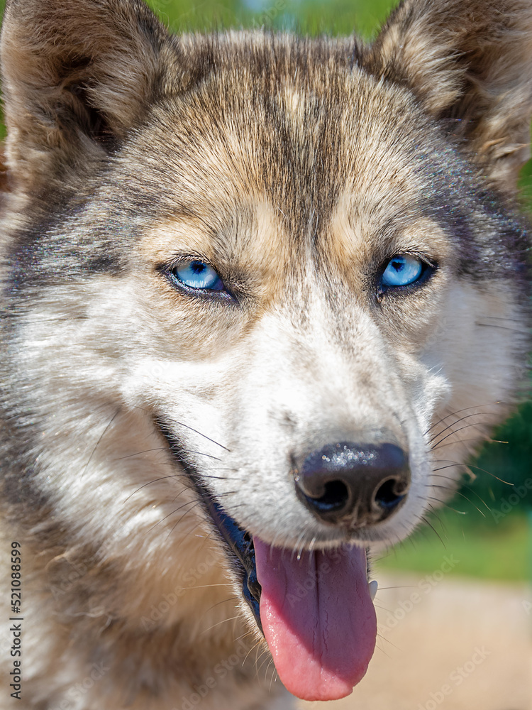 portrait of fluffy husky dog with beautiful blue eyes on sunny summer day, close-up portrait of fluffy husky dog with beautiful blue eyes on sunny summer day, close-up