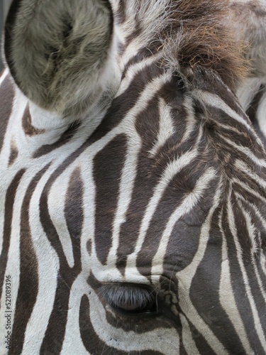 zebra forehead with eye and ear
