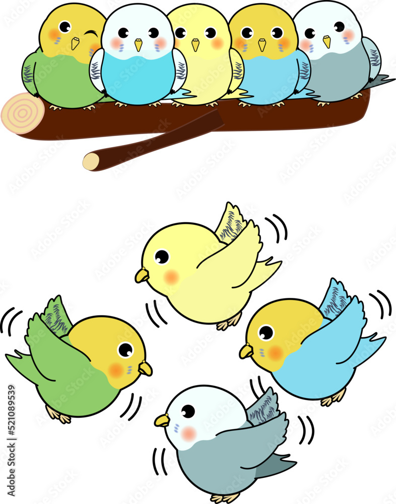 Obraz premium かわいいセキセイインコ達のセット