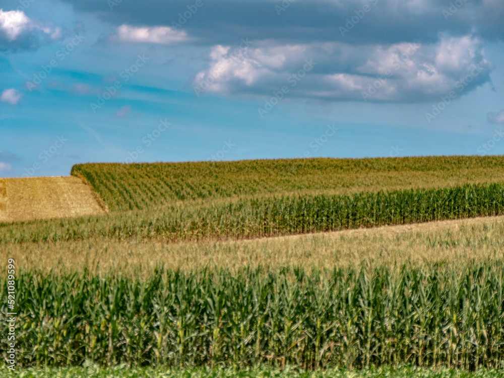 Fototapeta premium Maisfeld im Sommer