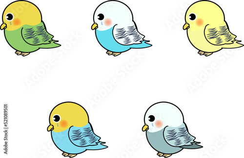 横から見たかわいいセキセイインコ