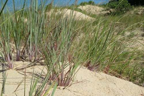 dune grass on bluff overlooking lake