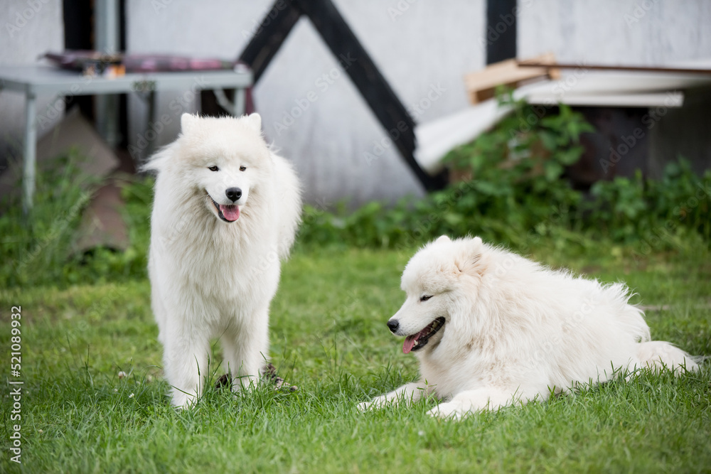 Two Samoyed puppies dogs are sitting and playing on green meadow