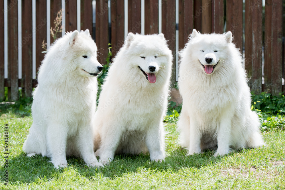 Samoyed puppies dogs are sitting and playing on green meadow