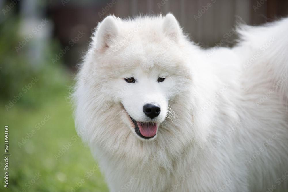 Fototapeta premium White Samoyed puppy sits on the green grass. Dog in nature, a walk in the park