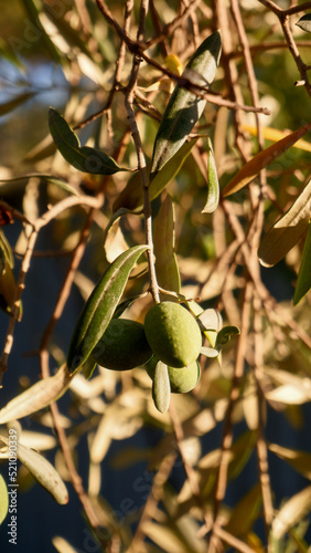 olive branch
