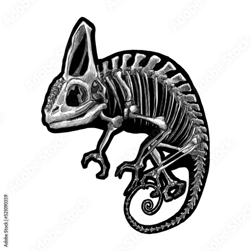 Chameleon skeleton graphic, black and white © Юлия Сухомлина