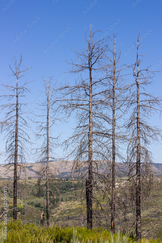 árvores árvores