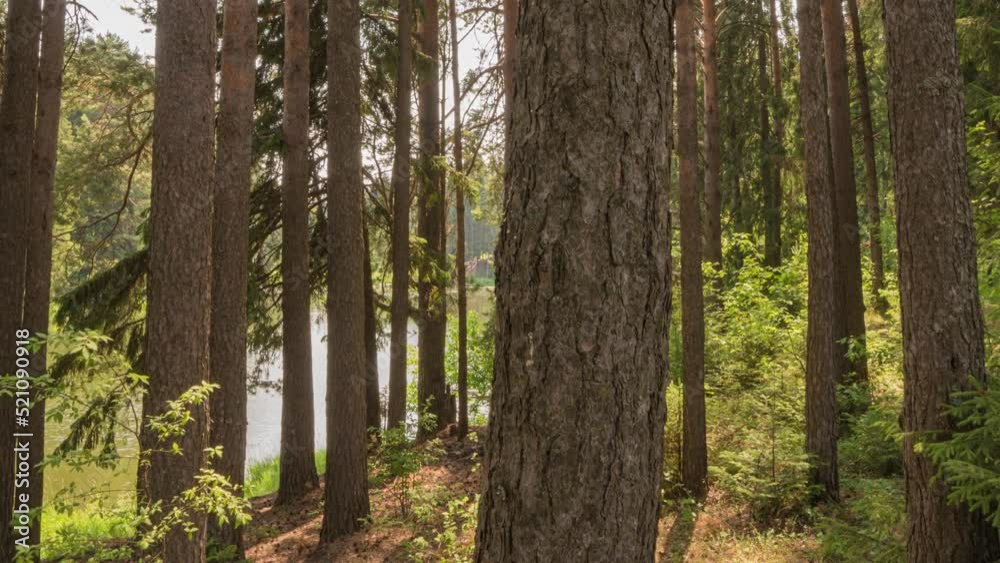 Camera movement through forest thicket, sunlight through forest trees, hyperlapse, time lapse Camera movement through forest thicket, sunlight through forest trees, hyperlapse, time lapse
