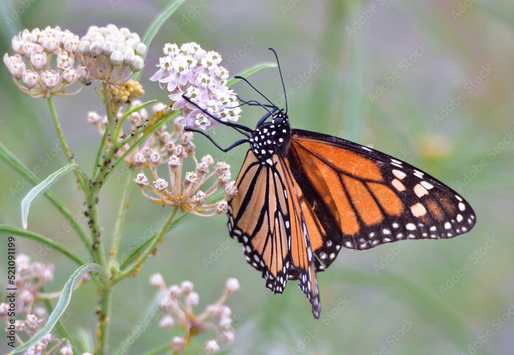 Fototapeta premium tiger swallow at lunch