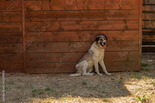cão de gado transmontano photo