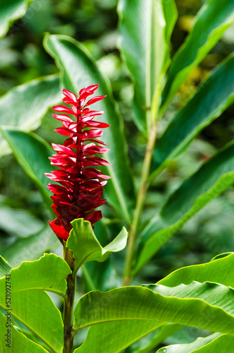 Red flower and leaves at Angra dos Reis town, State of Rio de Janeiro, Brazil. Taken with Nikon D5100 18-200 lens, at 200, 1/25 f 6.0 ISO 125 photo