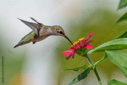 Ruby throated hummingbird feeding from bright pink zinnia flower