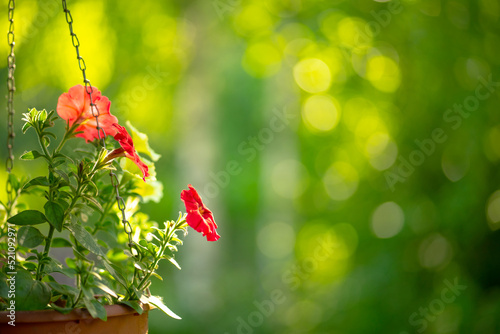 Hanging planters with red flowers in a summer house, artistically blurred background with a round bokeh. Green summer background for text. Country holidays. © Svetliy