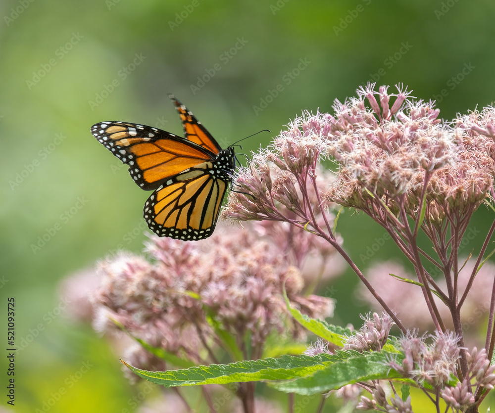 A Monarch Butterfly on Spotted Joe-pye Weed with a green background A Monarch Butterfly on Spotted Joe-pye Weed with a green background