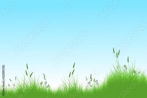 reeds grass background. grass sky background