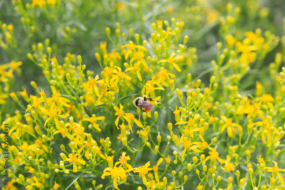 Obraz premium The pollen gathering bombus huntii Hunts bumblebees folded wings give the appearance of a fuzzy heart on its back