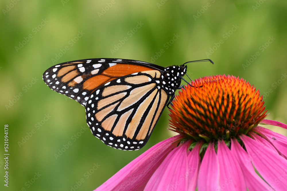 Naklejka premium Colorful Monarch Butterfly sits perched on a Cone flower