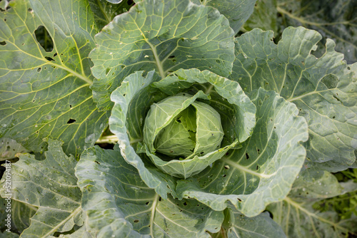 harvest fruits and vegetables in the garden or on the farm. large white cabbage with snails, pest control. grow vegetables and fruits in your garden and enjoy healthy and delicious food. eco-friendly