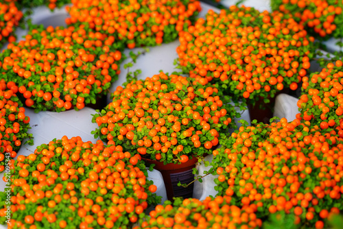 View of a coral bead plant, also called pincushion bead plant or Nertera Granadensis, with small orange balls photo