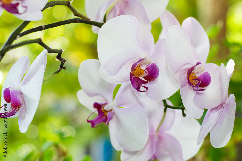 Fototapeta premium Blooming orchid on window with warm green background