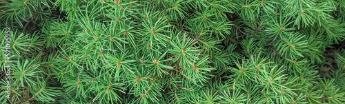 Close-up of a Christmas tree branch. Green grass background