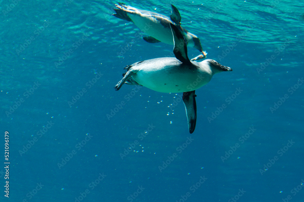 Fototapeta premium Swimming penguins in the blue sea