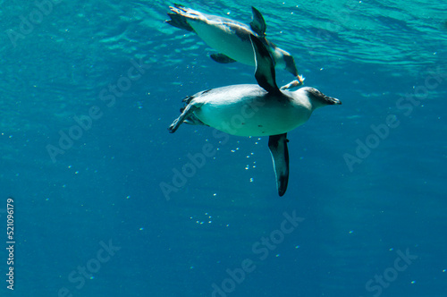 Swimming penguins in the blue sea
