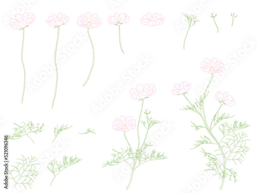 コスモスのイラストセット_カラー線画