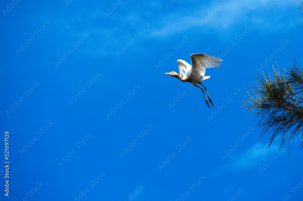 Obraz premium Cattle Egret (Bubulcus ibis)