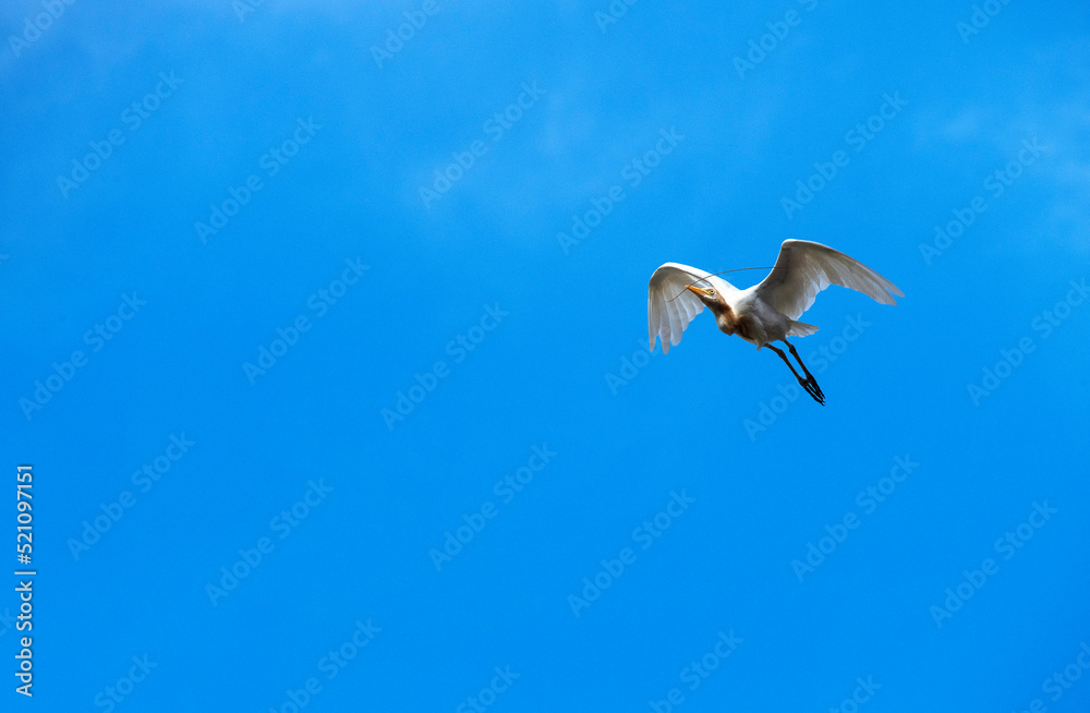 Obraz premium Cattle Egret (Bubulcus ibis)