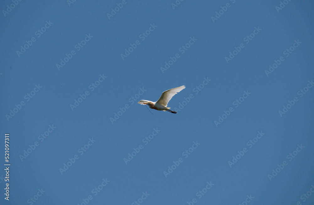 Cattle Egret (Bubulcus ibis)