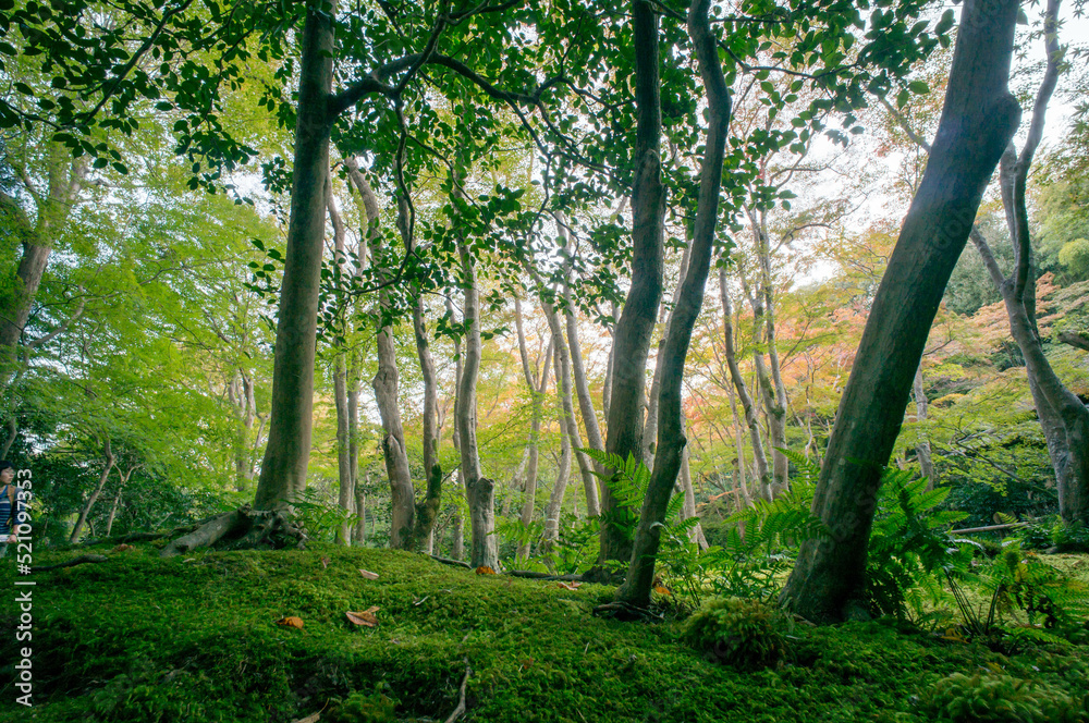 Naklejka premium Beautiful garden with moss at Gio-ji Temple in Kyoto, Japan