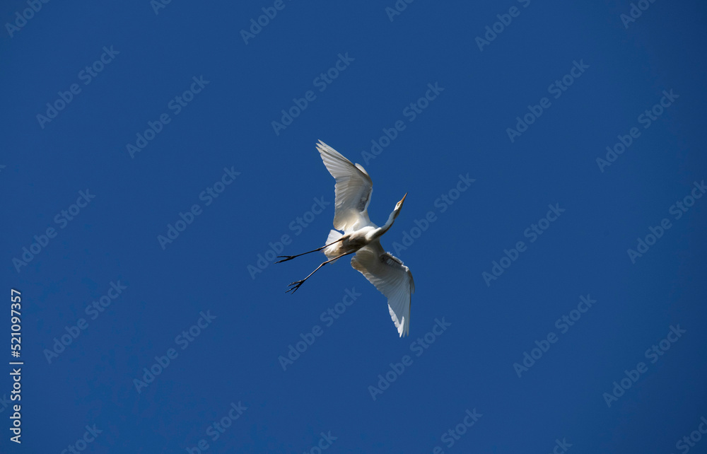 Fototapeta premium Egret (Ardea alba)
