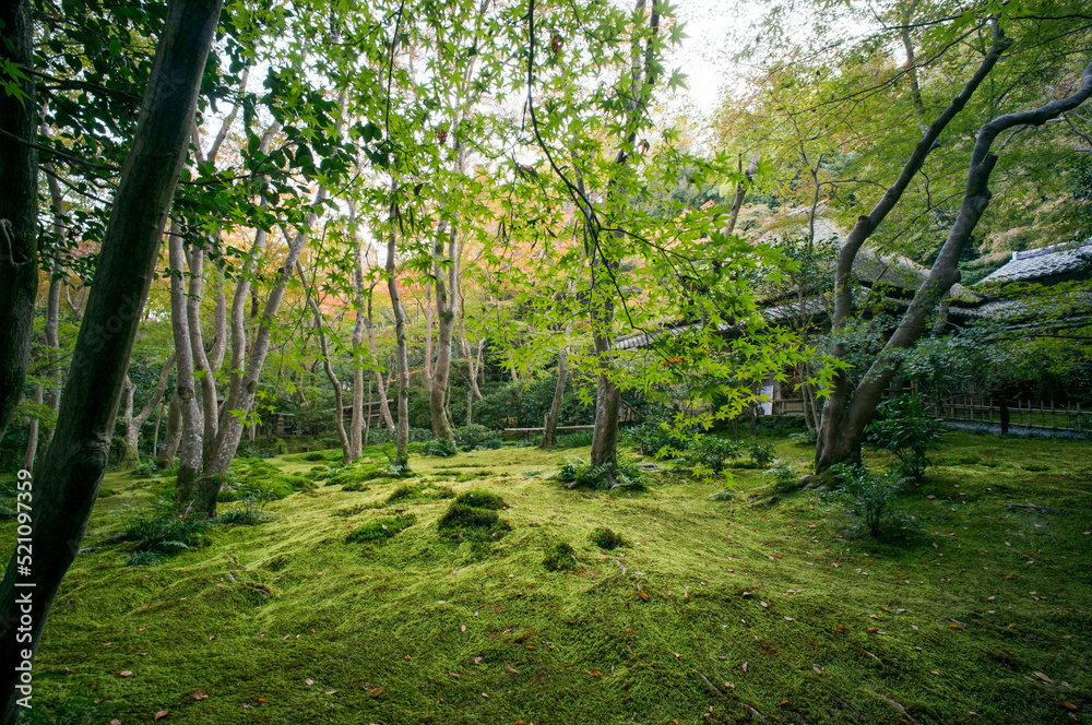 Fototapeta premium 京都 晩夏の祇王寺の美しい新緑