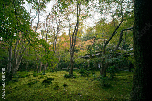 京都 晩夏の祇王寺の美しい新緑 © ryo96c
