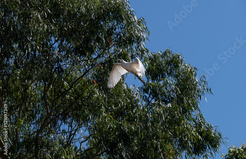Egret (Ardea alba)
