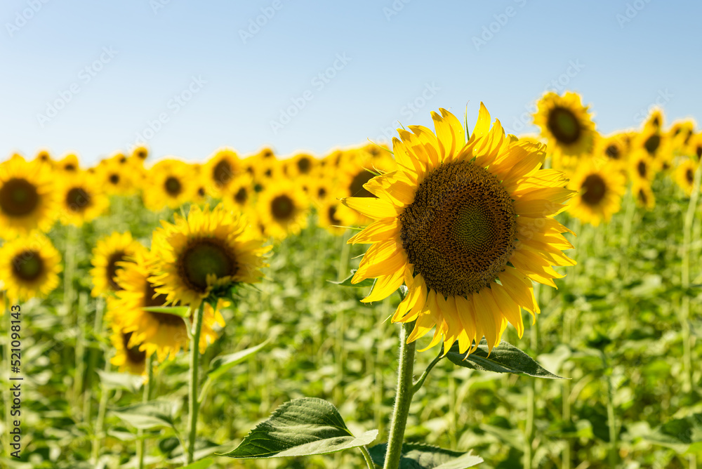 Fototapeta premium sunflower fields , yellow background 