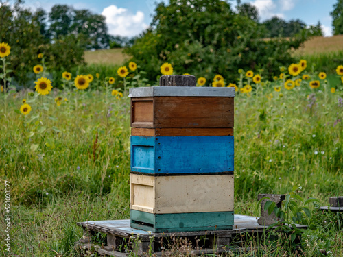 Bienenkästen neben einem Sonnenblumenfeld © focus finder