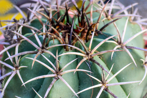 Cactus thorns texture. Light and rough.