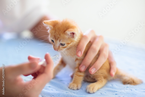 Fototapeta Naklejka Na Ścianę i Meble -  Kitten at vet clinic. Cat vaccination at doctor.