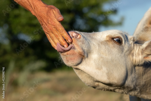 A young curious calf licks farmer hand,imitating the sucking of the mother cow udder. The farming of cattle.