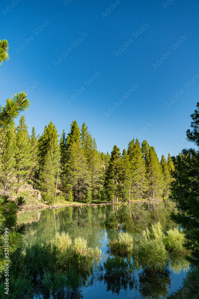 Calm Water Beside Forested Riverbank