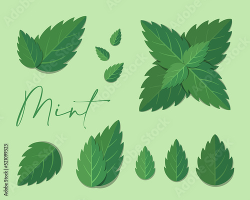 Mint leaves flat illustration. Stylized collection of flat vector elements in green colors. Best for web, print, advertising, logo creating and branding design. photo